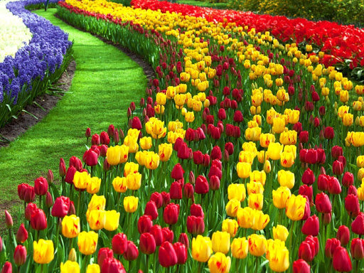 Loạt hình ảnh hoa Tulip đẹp cho hình nền máy tính, điện thoại