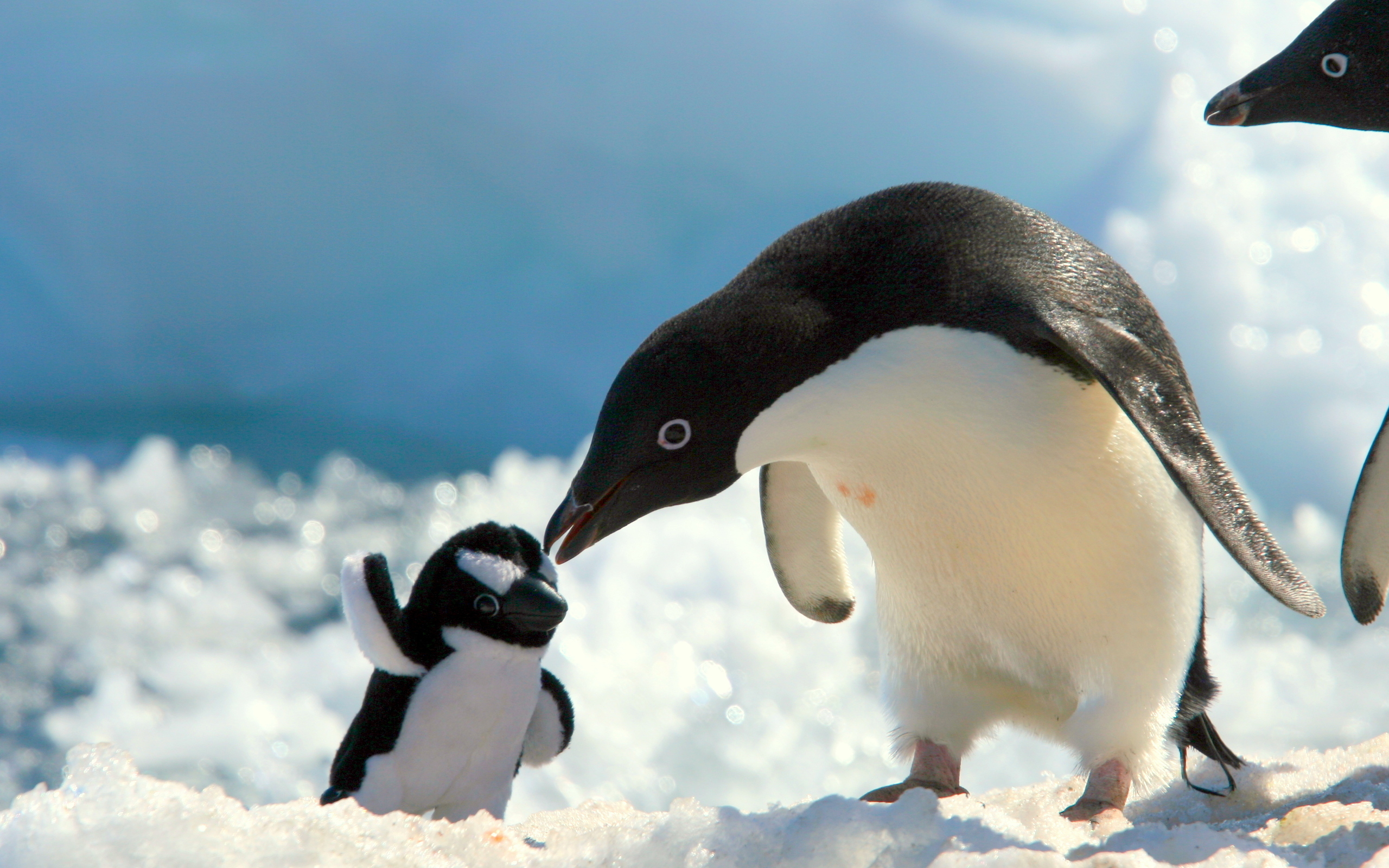 Mẫu icon chim cánh cụt cute dễ thương file vector AI EPS PSD