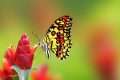 [TOP] 100+ hình nền bươm bướm đẹp, đầy sắc màu cho máy tính