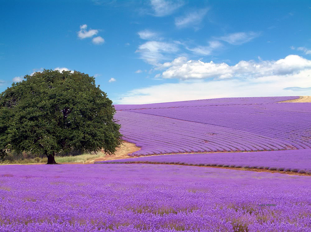 Với ảnh bìa hoa oải hương tuyệt đẹp, bạn sẽ cảm thấy như đang đi bước trên những cánh đồng hoa khổng lồ và đắm mình trong màu tím ngát của hoa oải hương.