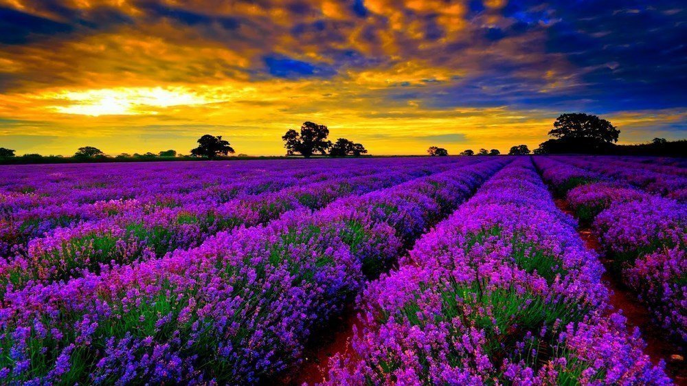 Với hoa lavender LVD01, bạn sẽ tận hưởng được vẻ đẹp hoàn hảo của loài hoa này. Được chụp bởi những nhiếp ảnh gia tài ba, hình ảnh này sẽ đem lại cho bạn cảm giác như đang đi bước trên một cánh đồng hoa hồng tím ướt mưa mát lành.