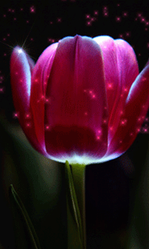 hinh anh dong hoa tulip dep 2 052341612