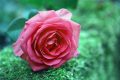 [Đừng bỏ lỡ] bộ hình nền hoa hồng đẹp lãng mạn,lung linh
