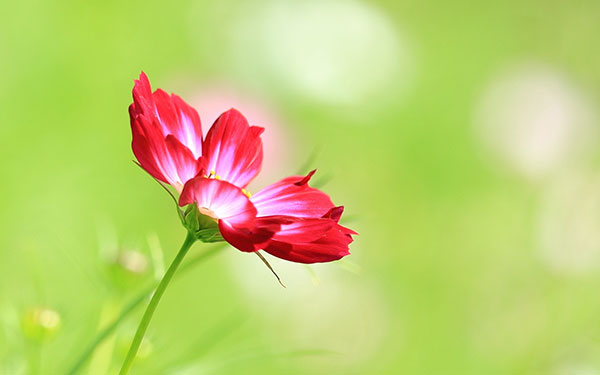 Chia sẻ với hơn 97 về hình hoa đep - coedo.com.vn