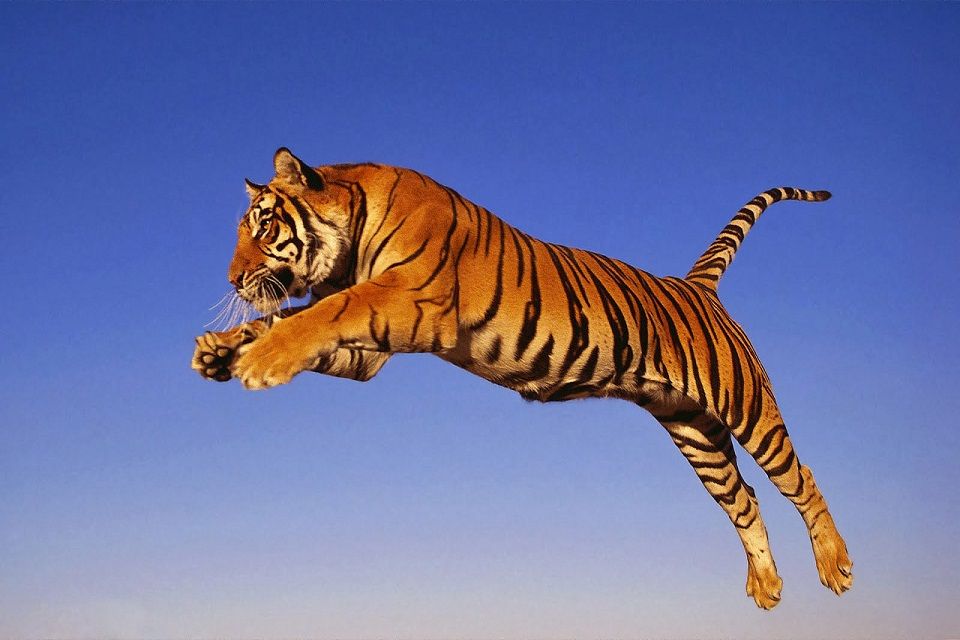 [Ngắm] 500 hình ảnh con hổ dữ tợn, oai hùm đẹp nhất