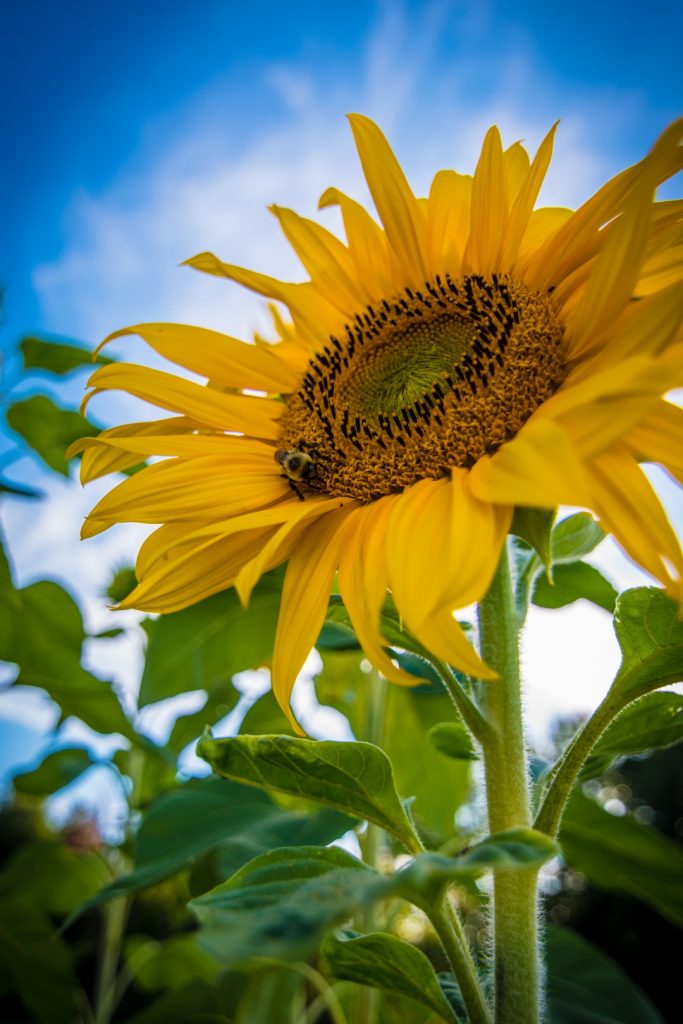 Chi tiết 77+ hình hoa mặt trời đẹp siêu hot - Tin Học Vui