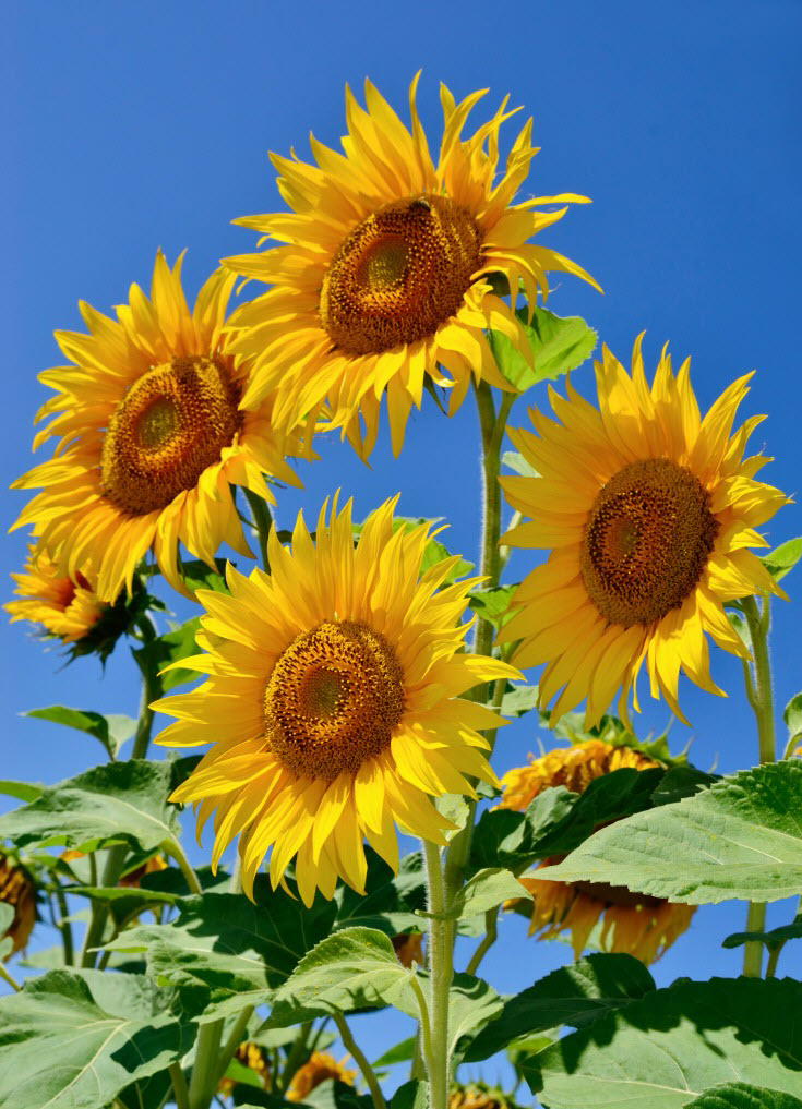 Khoe sắc những loại hoa hướng dương tuyệt đẹp nhất trong hình ảnh này. Những bông hoa nắm giữ ánh mặt trời sẽ phục vụ cho bất cứ ai đang tìm kiếm niềm vui và sự tươi mới trong cuộc sống của mình.