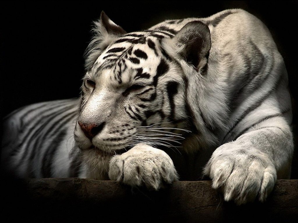 400 Hình ảnh con hổ 3D đẹp nhất ngầu hoang dã uy mãnh