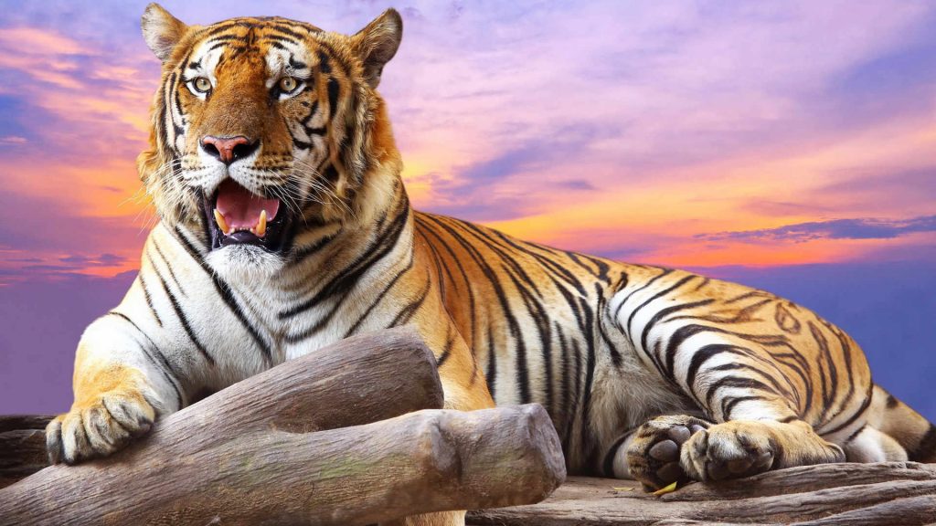 Top 100 hình nền ảnh con hổ 3d đẹp đẹp nhất 2023 Wikipedia