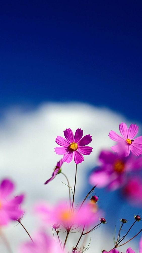 Cập nhật hơn 85 hình nền hoa đẹp nhất thế giới siêu đỉnh  Tin Học Vui