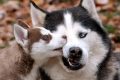 [Tải Ngay] 1000 hình ảnh chó cute, đáng yêu nhất cho smartphone