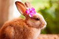Chiêm ngưỡng 101 hình ảnh con thỏ dễ thương nhất