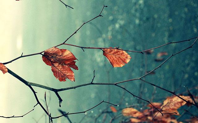 Bộ sưu tập hình nền mùa thu lá vàng đẹp và lãng mạn nhất