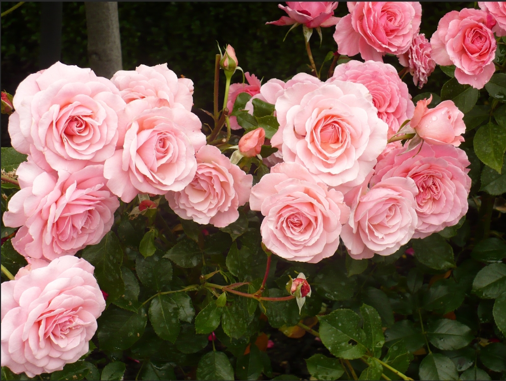 200 hình nền hoa hồng tuyệt đẹp cho máy tính - Quantrimang.com | Mẫu đơn, Hình  nền, Hình nền hoa