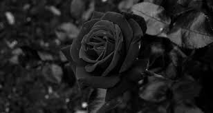 Xôn xao loài hoa hồng đen cực quý hiếm chỉ trồng được ở duy nhất 1 ngôi  làng