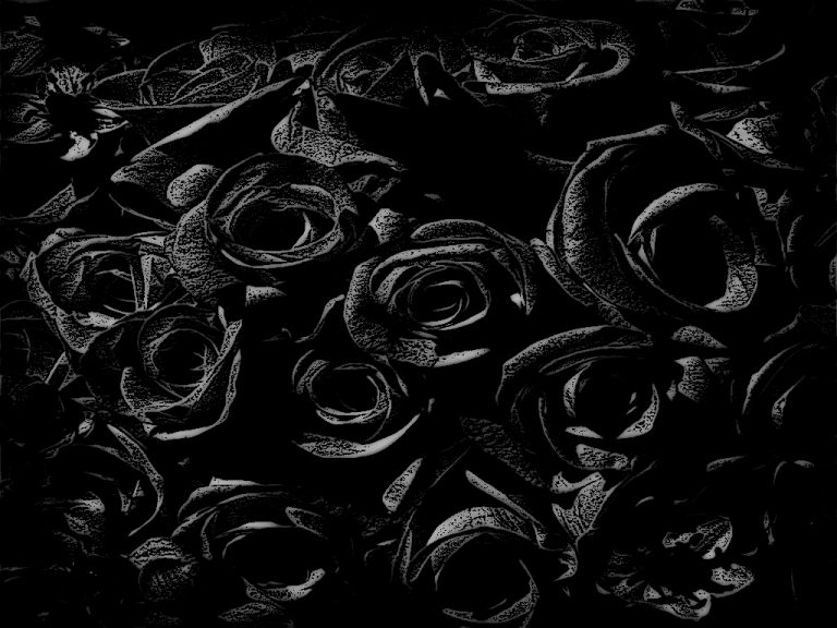 Hình ảnh ý nghĩa hoa hồng đen  loài hoa mang vẻ đẹp huyền bí