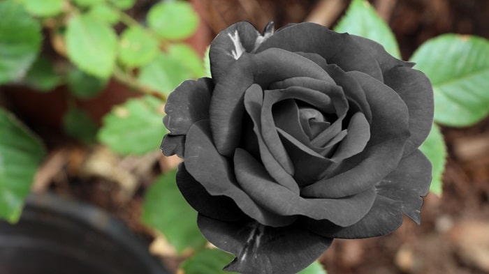 Hoa hồng đen bi kịch tình yêu