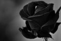 [Trọn Bộ] hình ảnh hoa hồng đen - loài hoa bí ẩn và quyến rũ