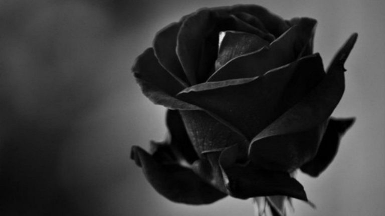ảnh nền hoa hồng đen