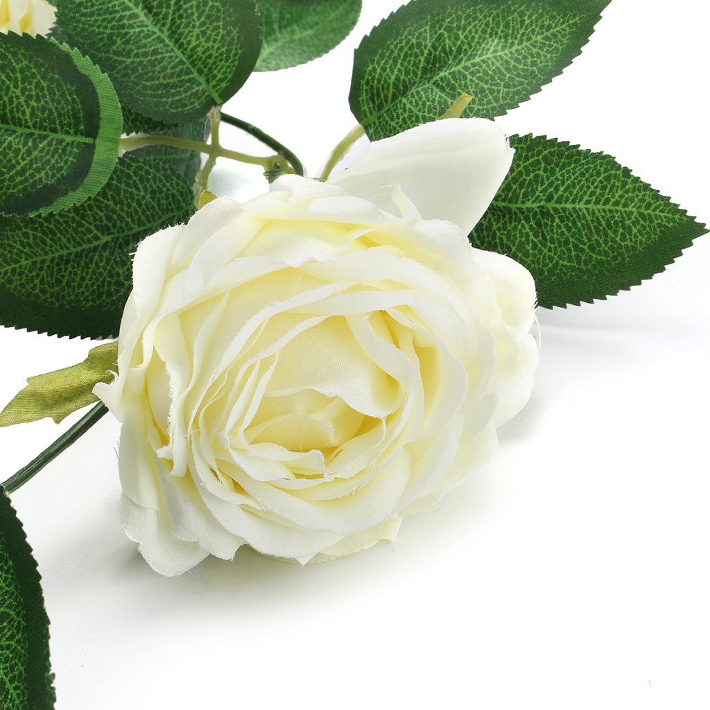Chia sẻ Hình ảnh hoa hồng trắng đẹp tinh khôi, thanh khiết