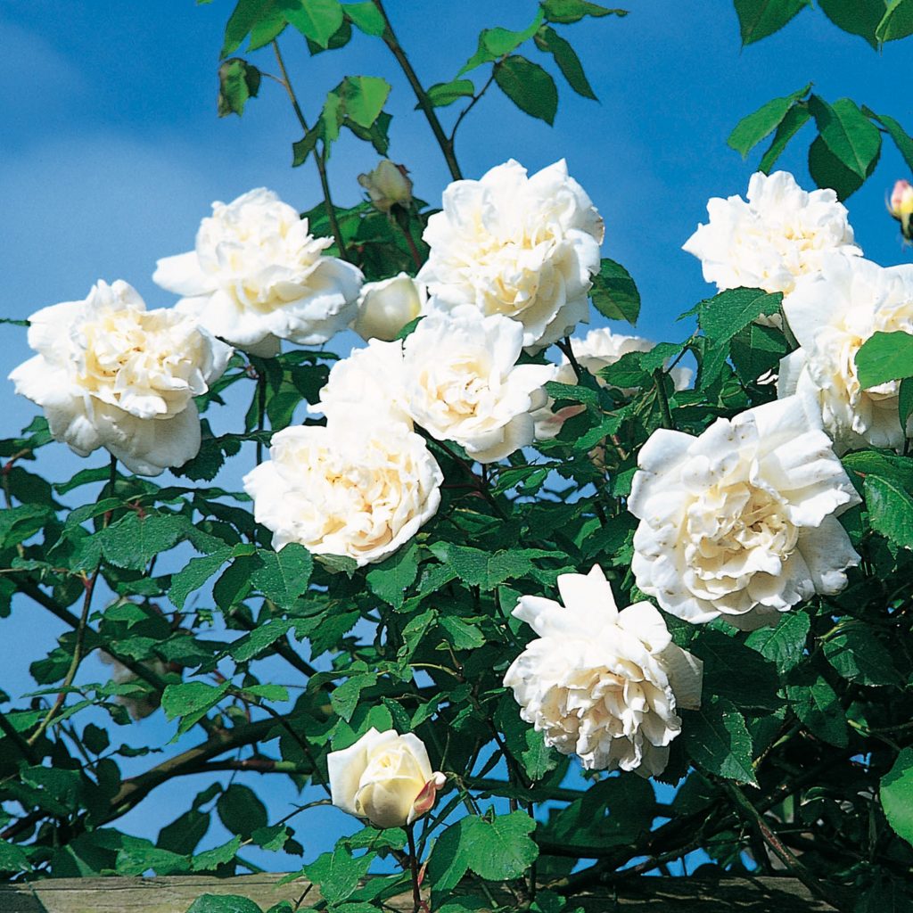 Hình ảnh ý nghĩa hoa hồng đen đẹp và quyến rũ nhất  Top10tphcm