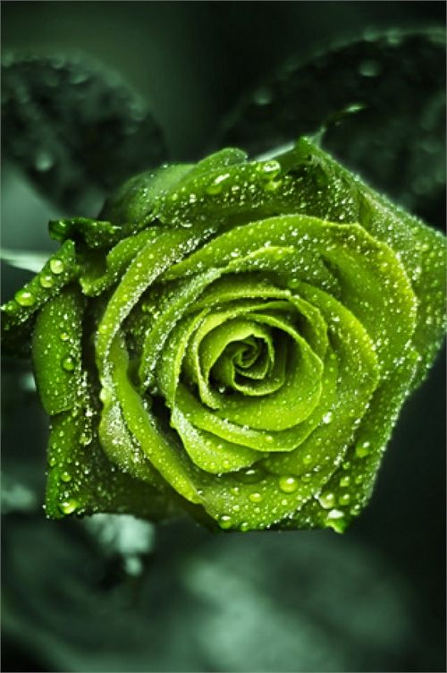 Hình ảnh ý nghĩa hoa hồng xanh đẹp tượng trưng cho tình yêu bất diệt