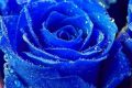 [Top Hot] 109+ hình ảnh hoa hồng xanh sắc nét nhất vạn người mê