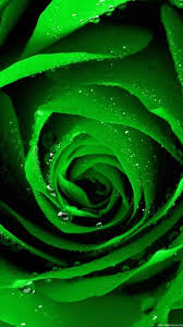 Trên màn hình của bạn, hình nền hoa hồng xanh lá cây đã trở thành biểu tượng của những giấc mơ đầy màu sắc và niềm hy vọng. Bạn sẽ được sống trong không gian đầy tình yêu, thơ mộng cùng hoa hồng xanh lá cây. Hãy tải ngay hình nền này về điện thoại của bạn để cảm nhận tình yêu và hy vọng của cuộc sống này.