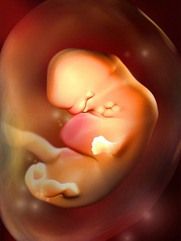 Фото эмбриона 7 8 недель фото