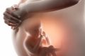 [Khám Phá] bộ hình ảnh em bé trong bụng mẹ qua từng giai đoạn