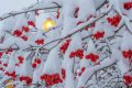 [TẢI] 99+ hình ảnh rét mùa đông tái tê để xua tan đi băng giá
