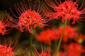 Top 101+ hình ảnh hoa Bỉ Ngạn đỏ đẹp lung linh bạn khó bỏ lỡ