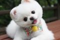 101+ Hình ảnh chó dễ thương,đáng yêu,ngộ nghĩnh nhất thế giới