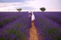 [BST] hình ảnh hoa Oải Hương Lavender đẹp, quyến rũ nhất