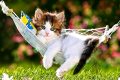 Top 100 hình ảnh mèo dễ thương nhất trái đất. được yêu thích