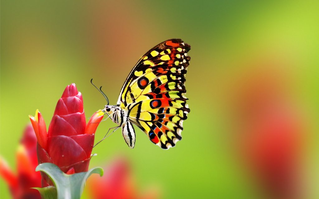 [TOP] 100 hình nền bươm bướm đẹp, đầy sắc màu cho máy tính 1