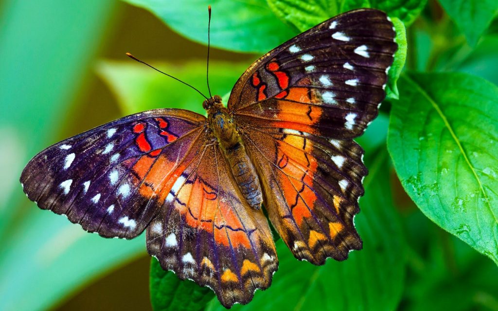 [TOP] 100 hình nền bươm bướm đẹp, đầy sắc màu cho máy tính 5