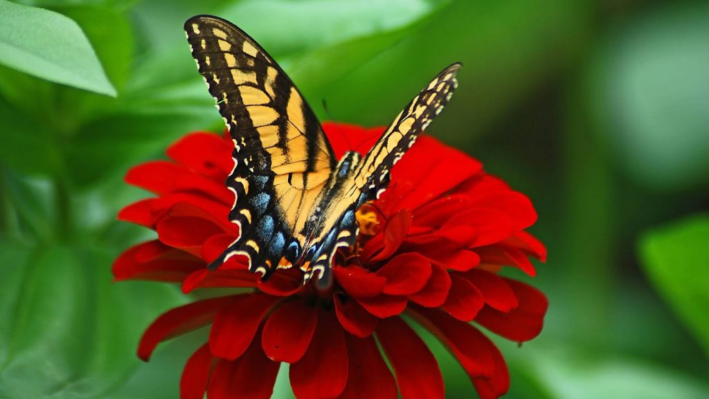 [TOP] 100 hình nền bươm bướm đẹp, đầy sắc màu cho máy tính 7