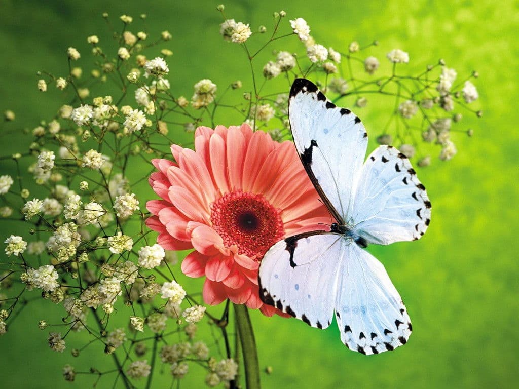 [TOP] 100 hình nền bươm bướm đẹp, đầy sắc màu cho máy tính 12
