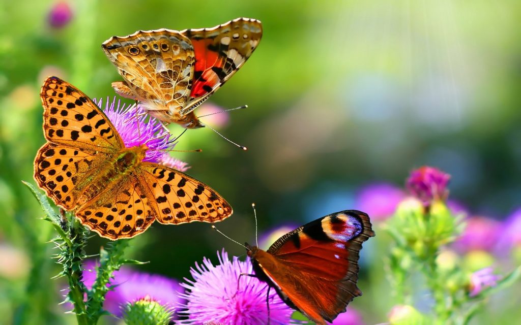 [TOP] 100 hình nền bươm bướm đẹp, đầy sắc màu cho máy tính 16