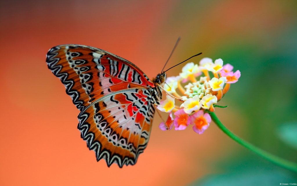 [TOP] 100 hình nền bươm bướm đẹp, đầy sắc màu cho máy tính 18