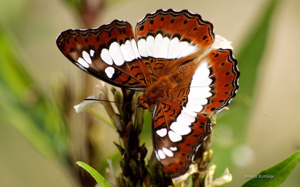 [TOP] 100 hình nền bươm bướm đẹp, đầy sắc màu cho máy tính 24