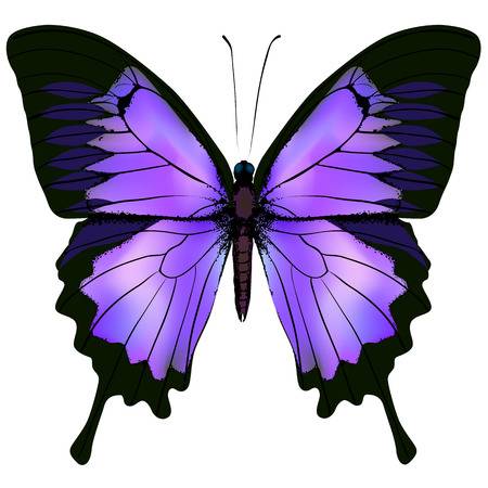 [TOP] 100 hình nền bươm bướm đẹp, đầy sắc màu cho máy tính 4