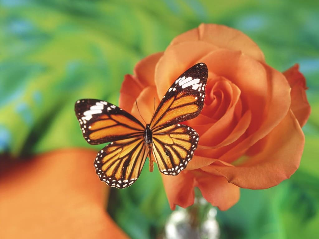 [TOP] 100 hình nền bươm bướm đẹp, đầy sắc màu cho máy tính 25