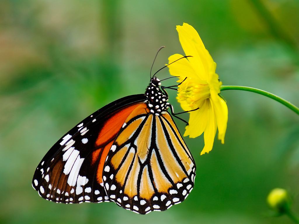 [TOP] 100 hình nền bươm bướm đẹp, đầy sắc màu cho máy tính 26