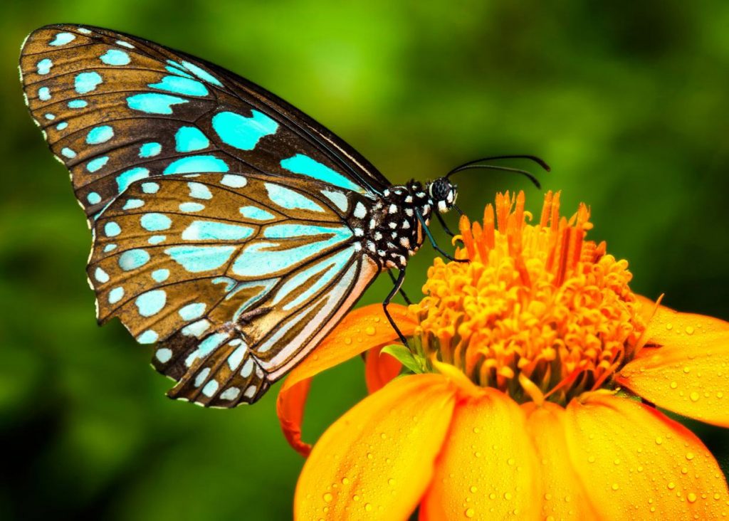 [TOP] 100 hình nền bươm bướm đẹp, đầy sắc màu cho máy tính 28