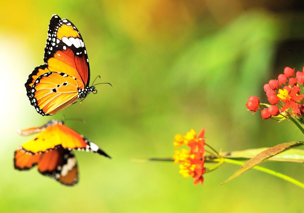 [TOP] 100 hình nền bươm bướm đẹp, đầy sắc màu cho máy tính 29