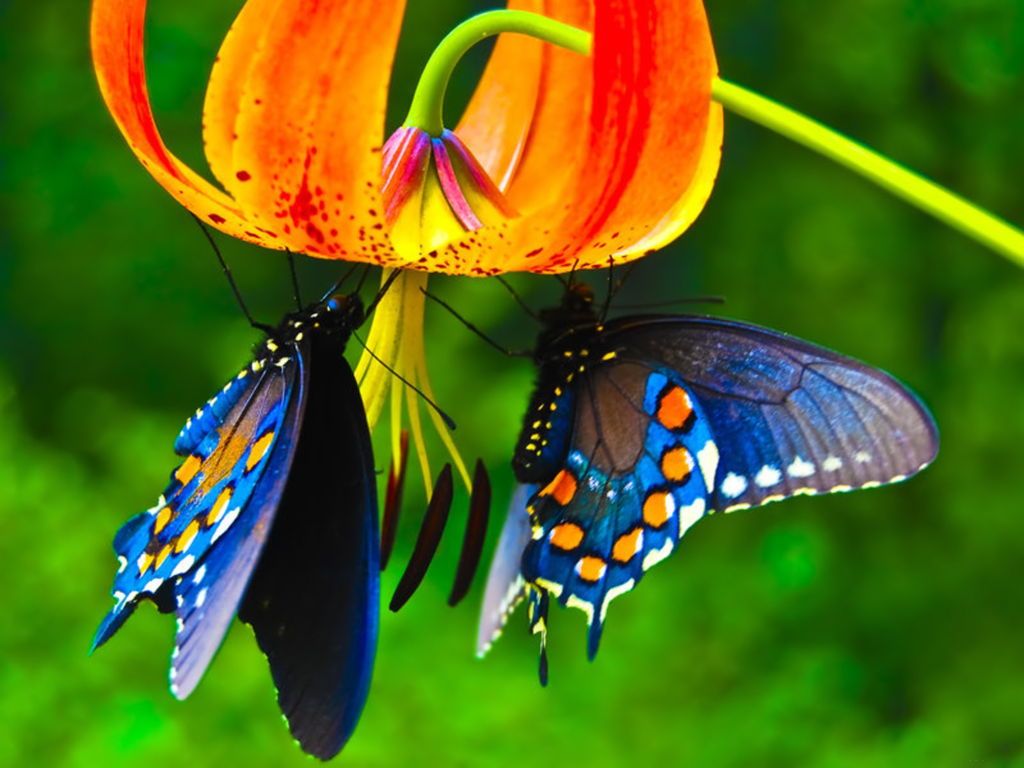 [TOP] 100 hình nền bươm bướm đẹp, đầy sắc màu cho máy tính 13