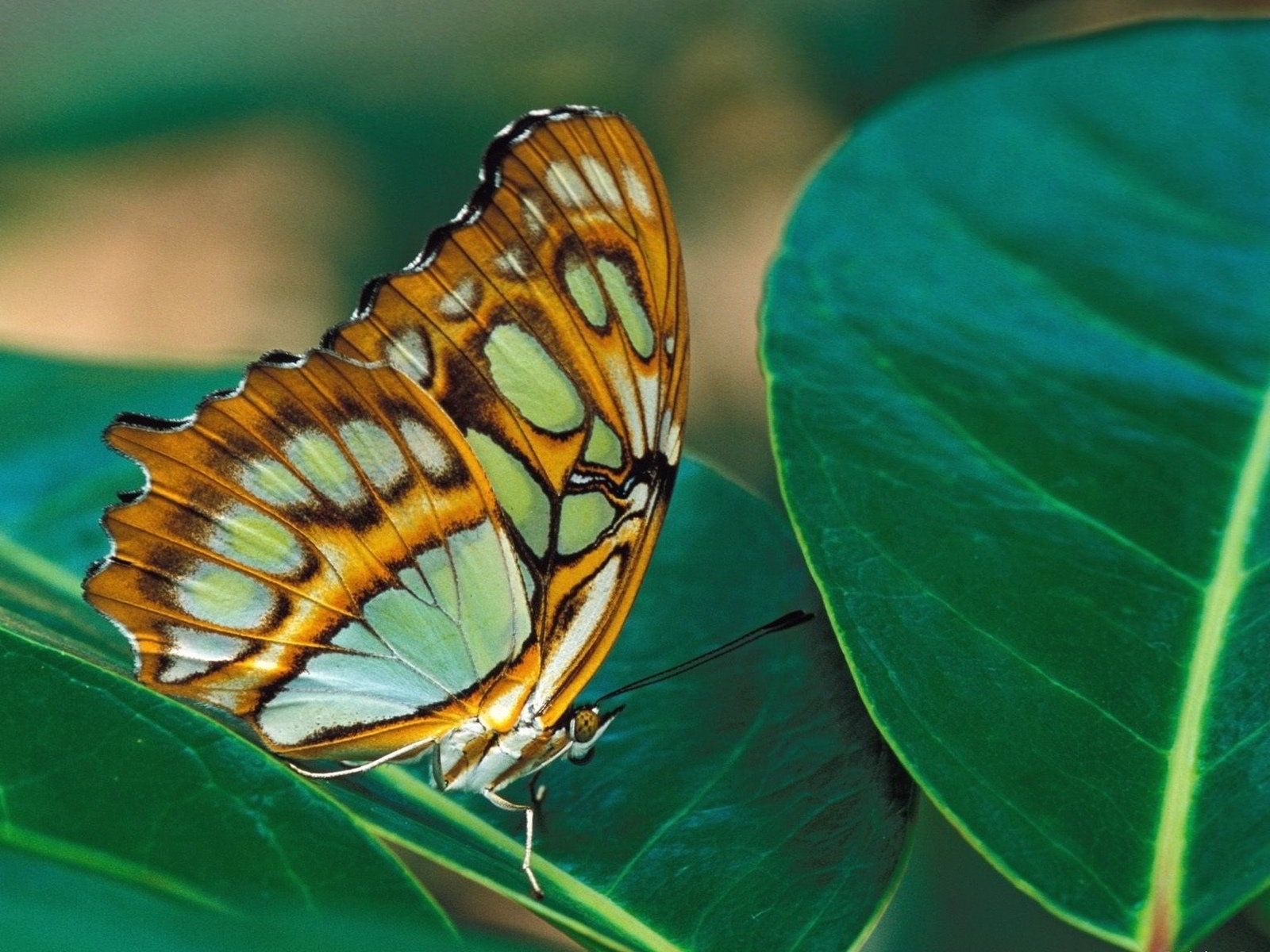 [TOP] 100 hình nền bươm bướm đẹp, đầy sắc màu cho máy tính 17