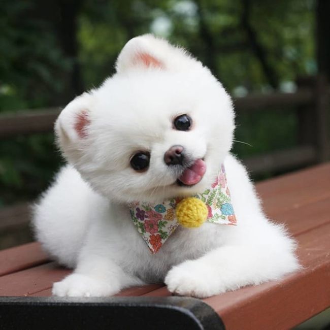 Hãy xem một bức ảnh về một chú cún dễ thương. Nét đẹp của chú cún con này sẽ khiến bạn lưu lại bức ảnh này làm kỷ niệm. Bộ lịch sự giúp hình ảnh này trông thật tuyệt và đáng yêu.